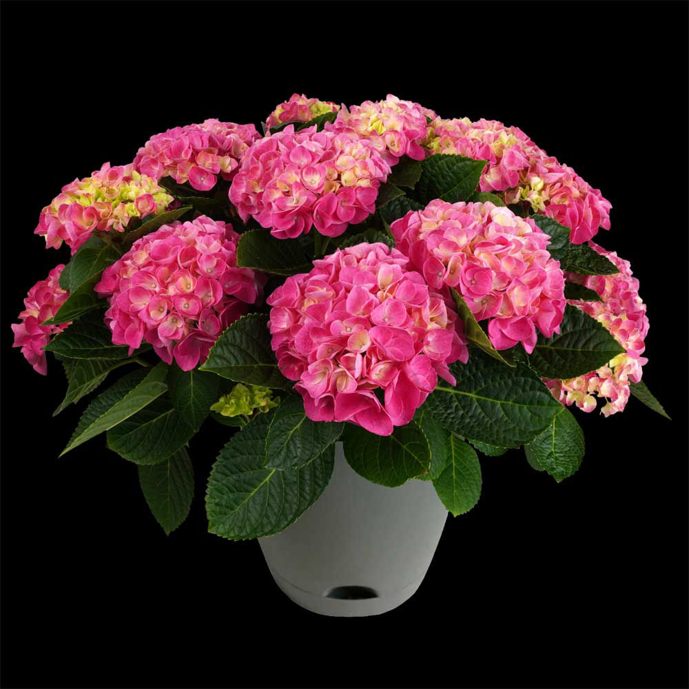 PINK HYDRANGEA
