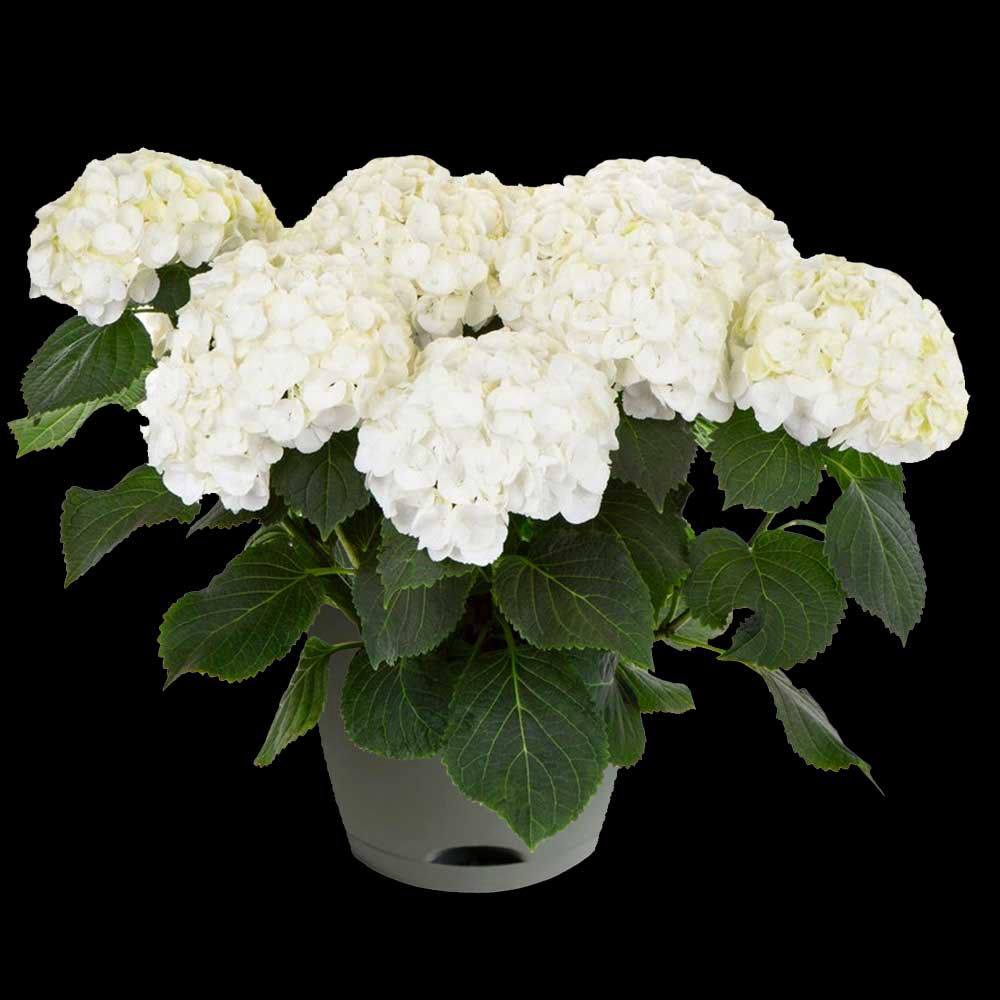 Select Plants